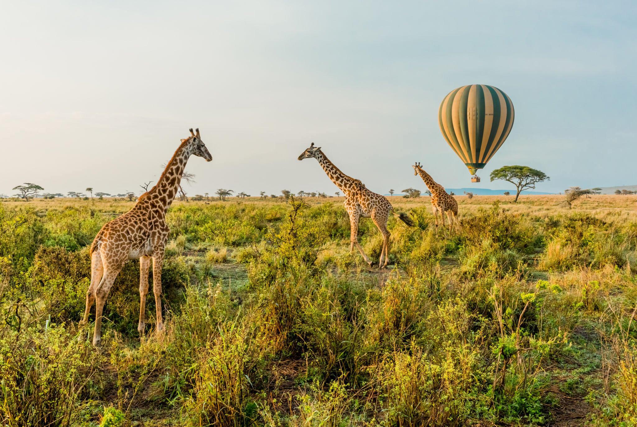 Balloon flights in Tanzania