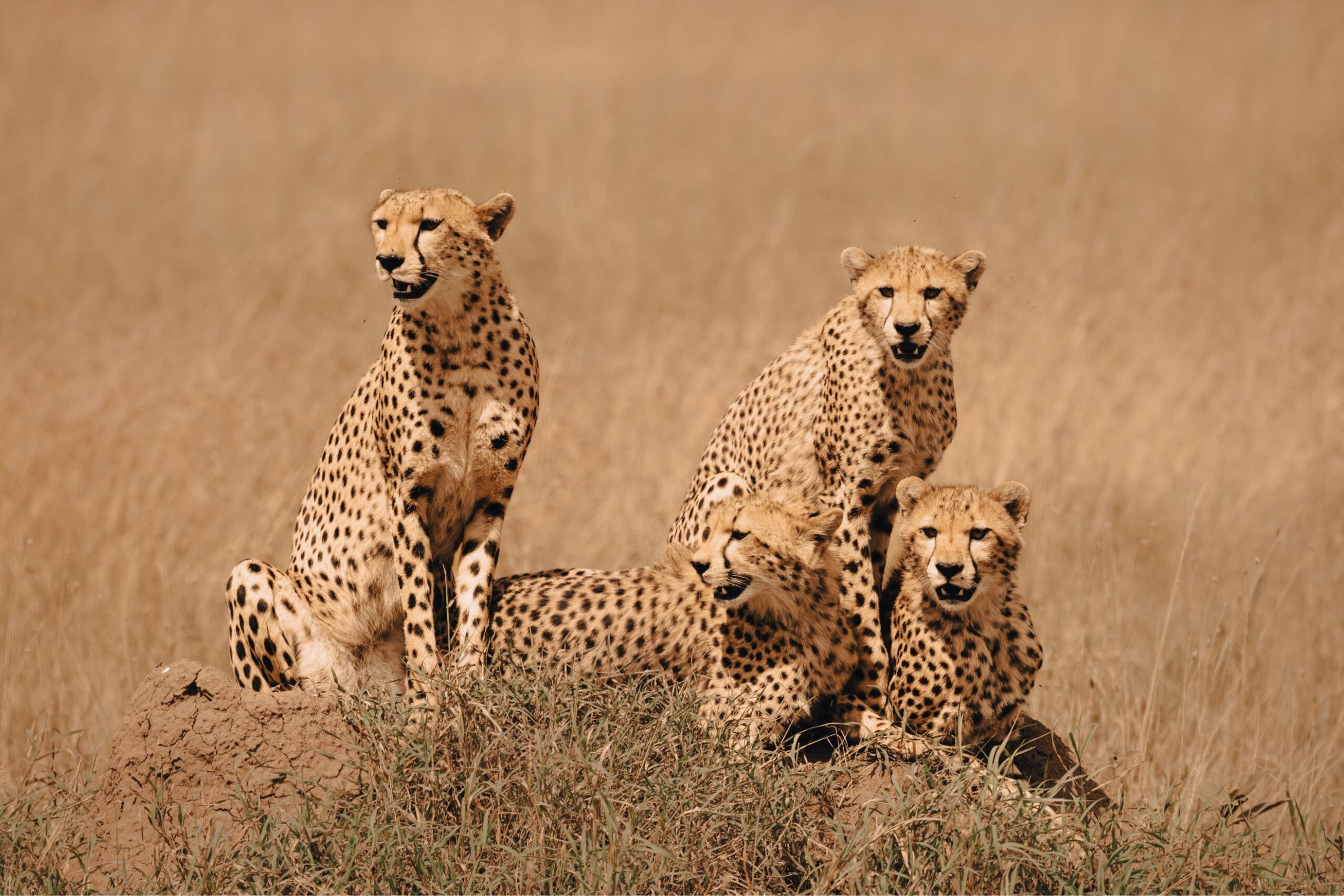 10 Days Southern Tanzania Safari