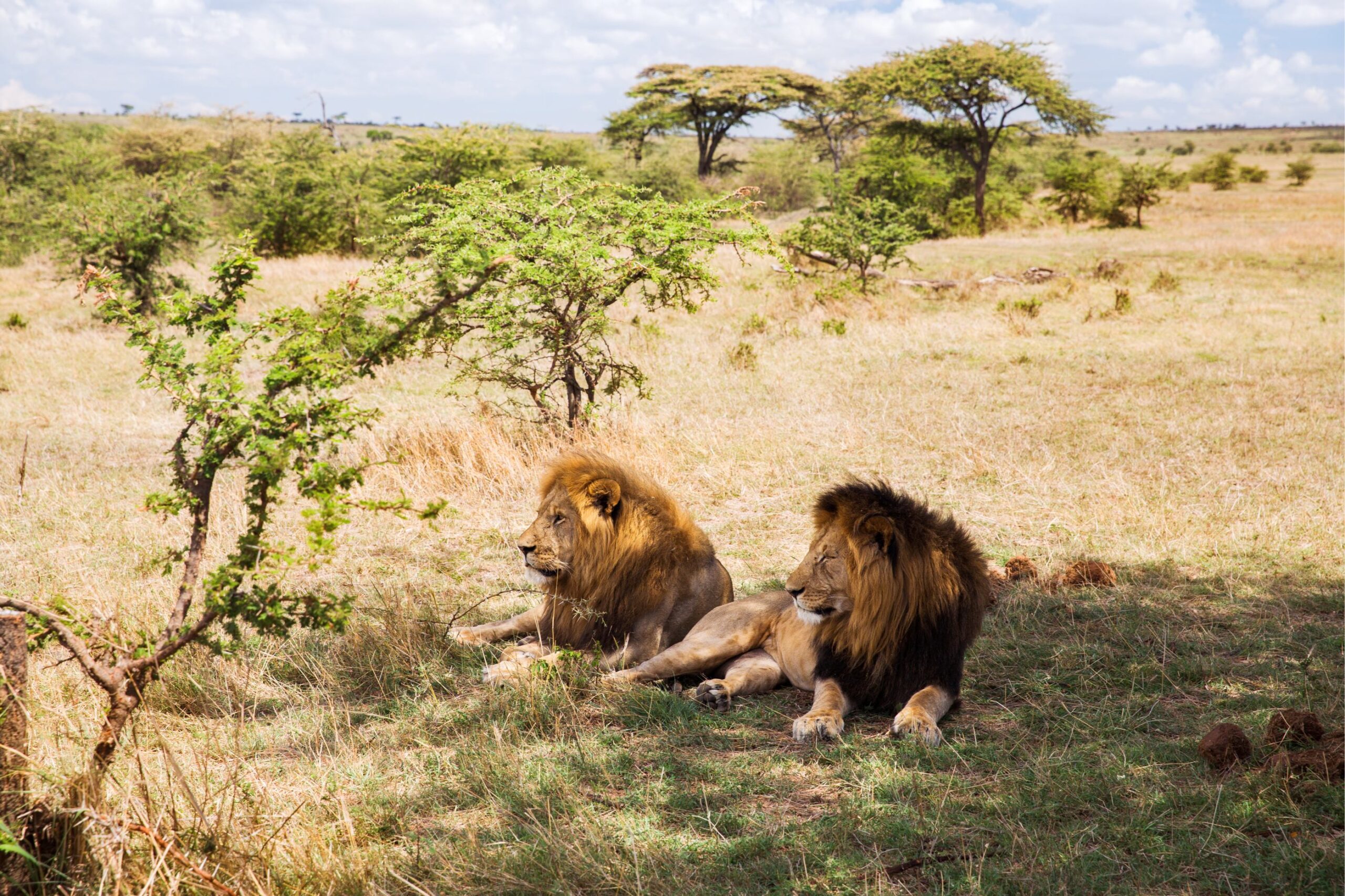 5 Days Northern Tanzania Safari