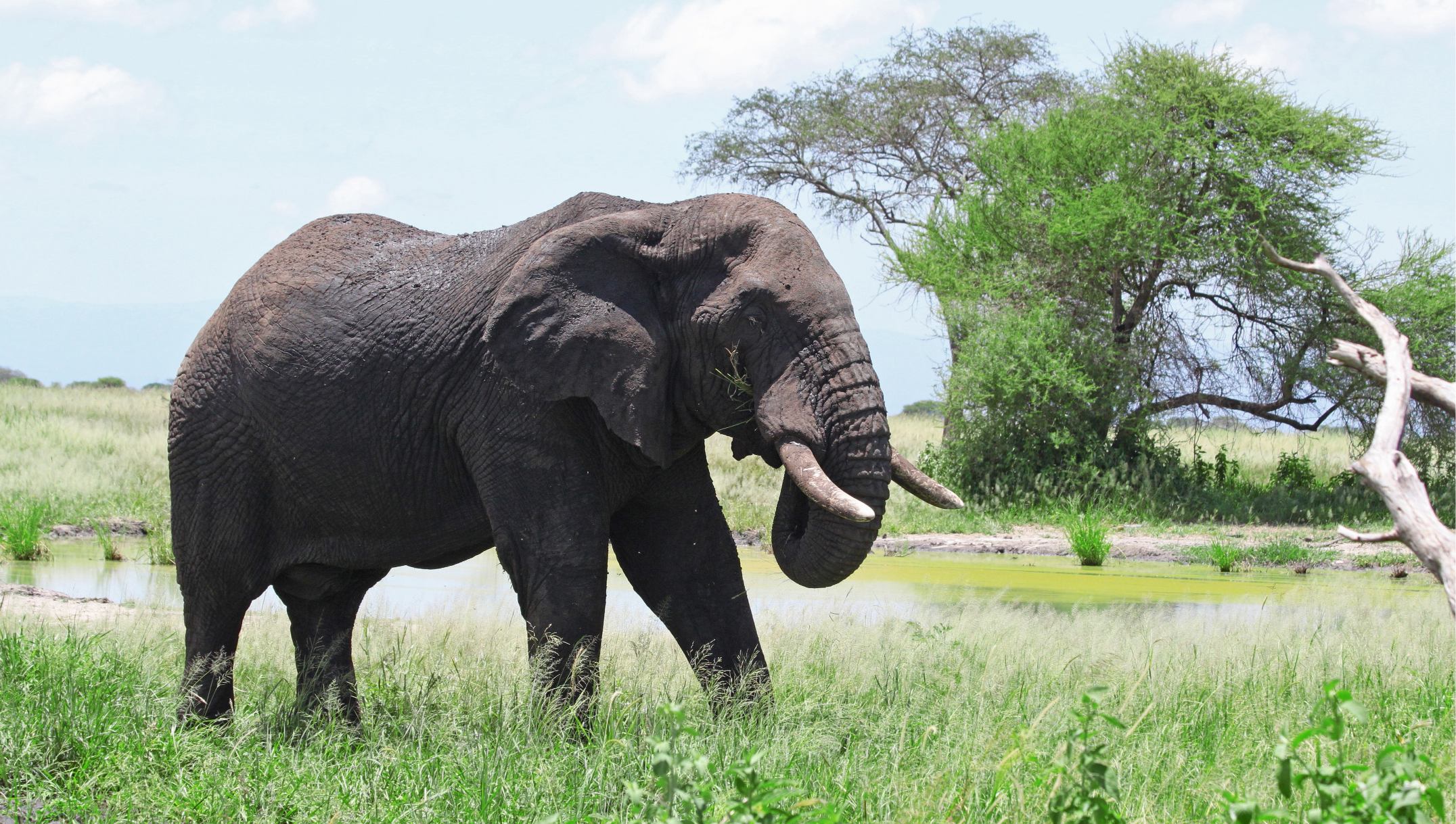 6 Day Northern Tanzania Safari