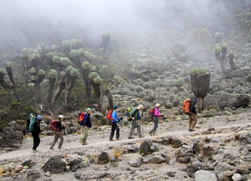 7 Day Lemosho Route – Best Kilimanjaro Trekking Package