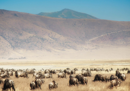 Ngorongoro Crater Day Trip