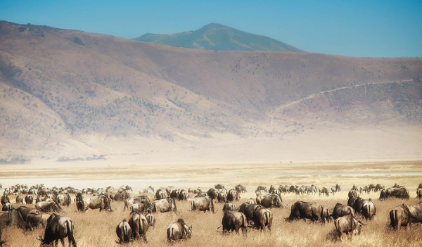 Ngorongoro Crater Day Trip
