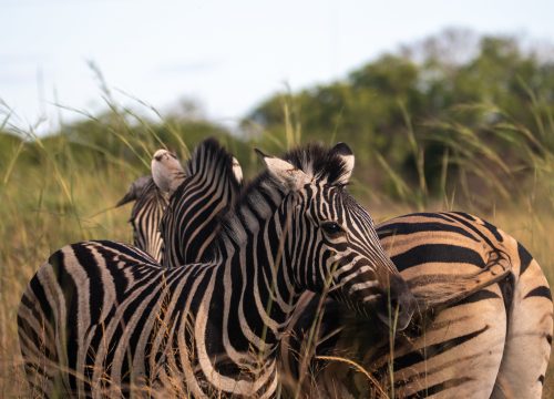 4 Days Tanzania Camping  Safari