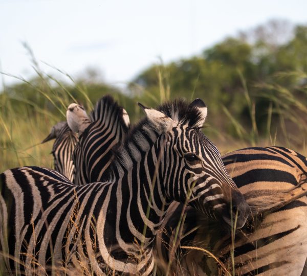 4 Days Tanzania Camping  Safari