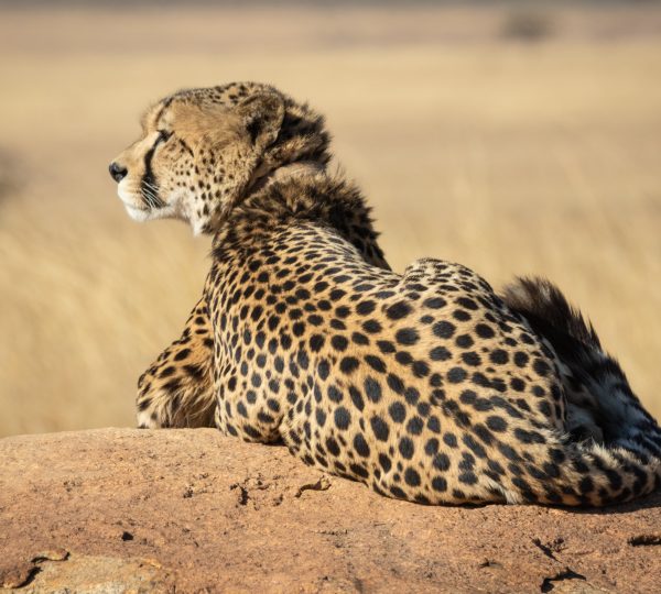 4 Days Tanzania Camping  Safaris