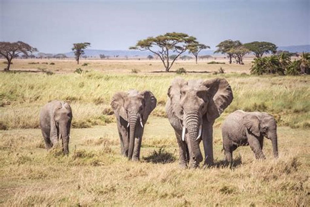 Serengeti national park