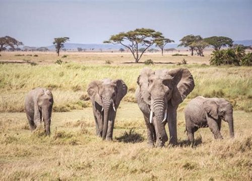 Serengeti national park