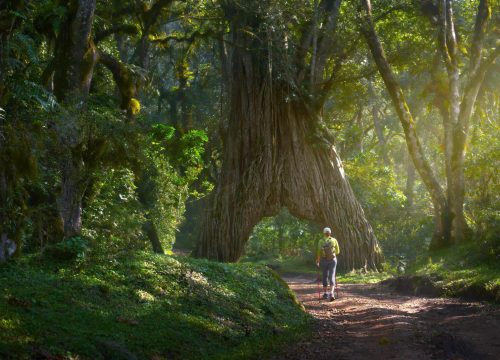 Arusha National Park Day Trip – Safari & Nature Adventure