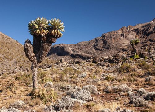 5 Days Umbwe Route: Kilimanjaro Trekking Package