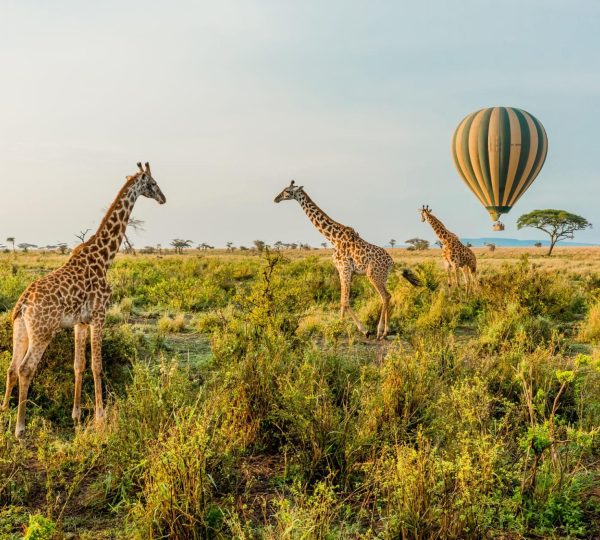 5 Days Tanzania Sharing Group Safaris