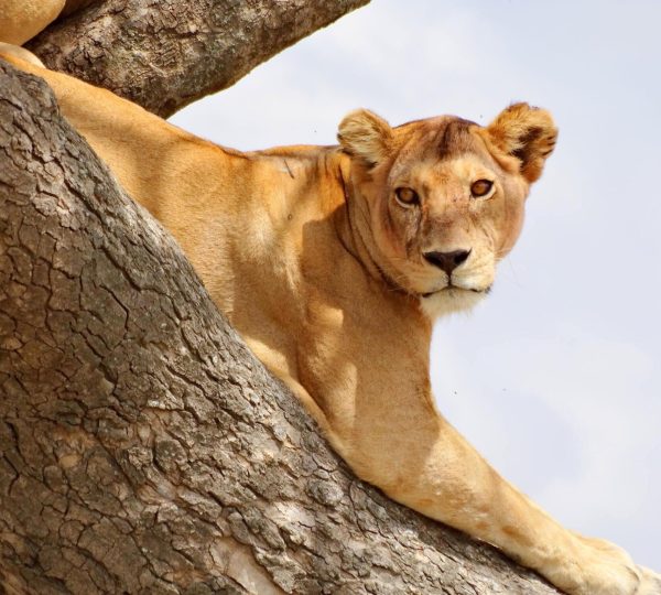 3 Days Tanzania Camping  Safari