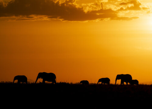 Night Game Drive in Tanzania’s Protected Areas – An Unforgettable Safari Experience