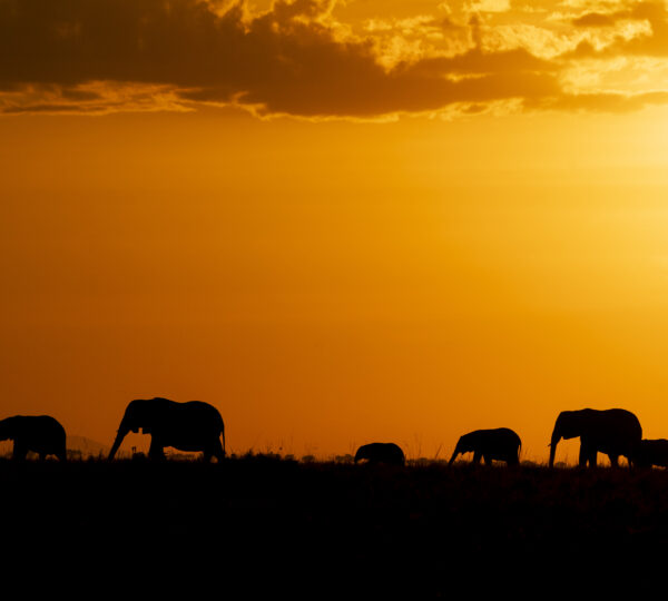 4 Days Tanzania Sharing Group Safaris