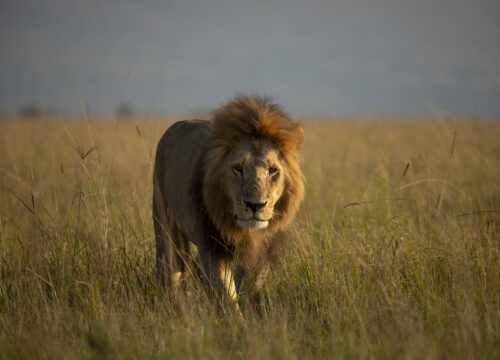 4-Day Tanzania Safari Adventure – Africantanza Travel