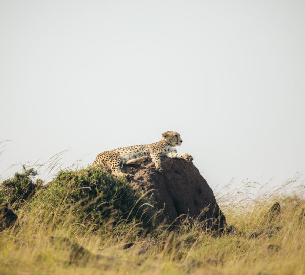3-days Tanzania safari