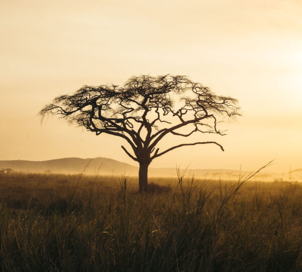 4-Day Tanzania Safaris