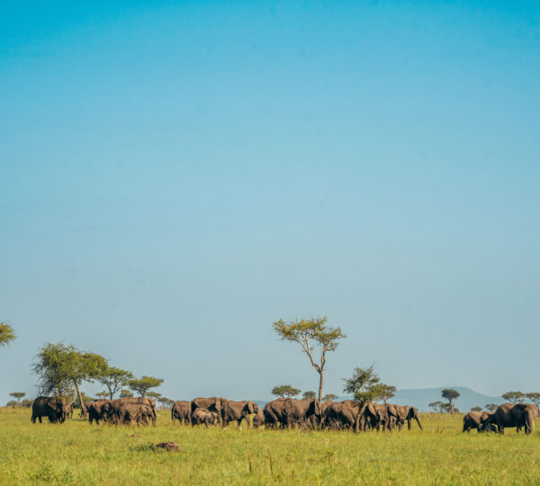 2-Day Tanzania Safari Adventure
