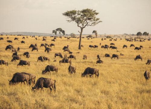 5 Days Tanzania Camping  Safari
