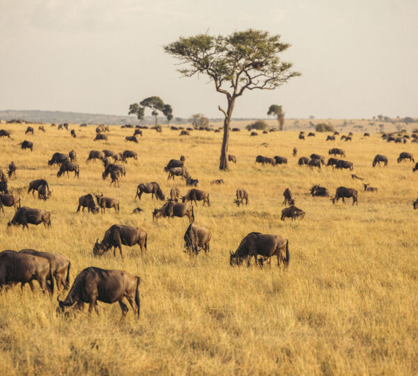 5 Days Tanzania Camping  Safaris