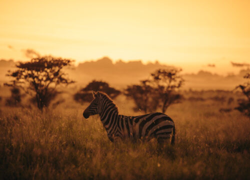 3 Days Tanzania Camping  Safari