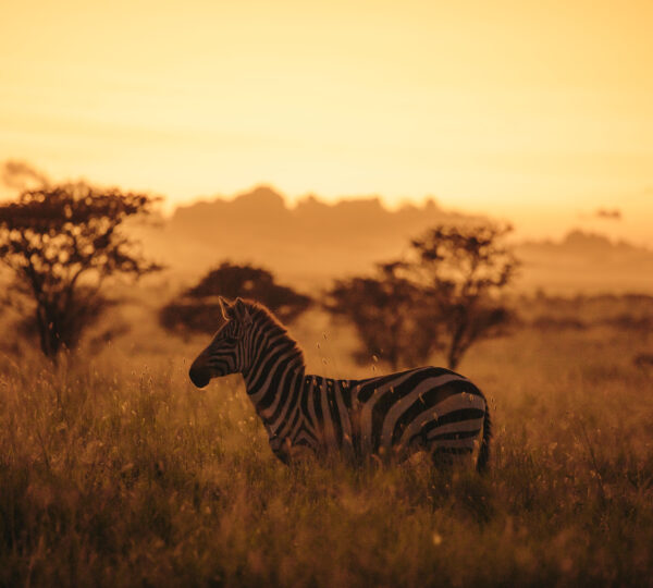 3 Days Tanzania Camping  Safari
