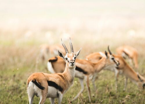 6 Days Tanzania Sharing Group Safari
