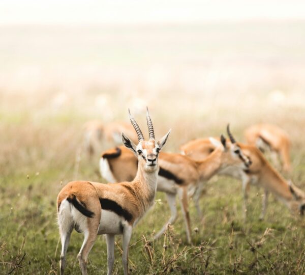 6 Days Tanzania Sharing Group Safari