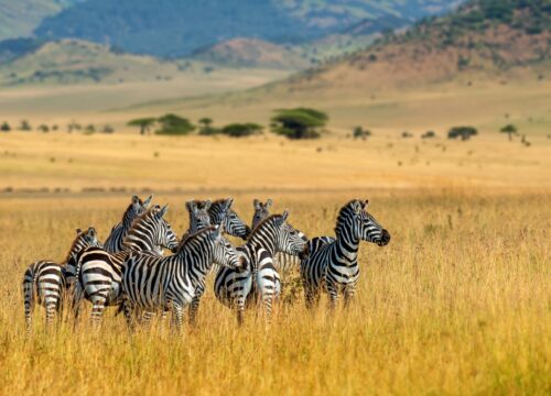 Tarangire National Park Day Trip