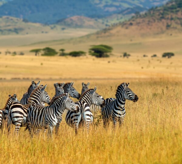 Tarangire National Park Day Trip