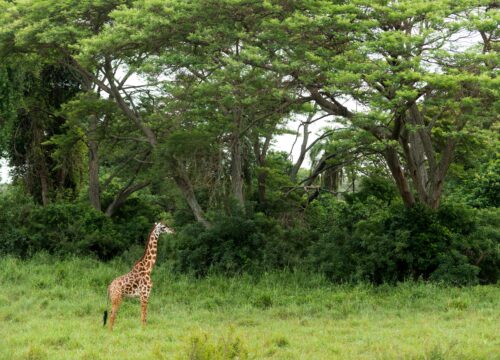 2 Days Tanzania Camping Safari
