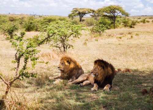 2 Days Tanzania Sharing Group Safari