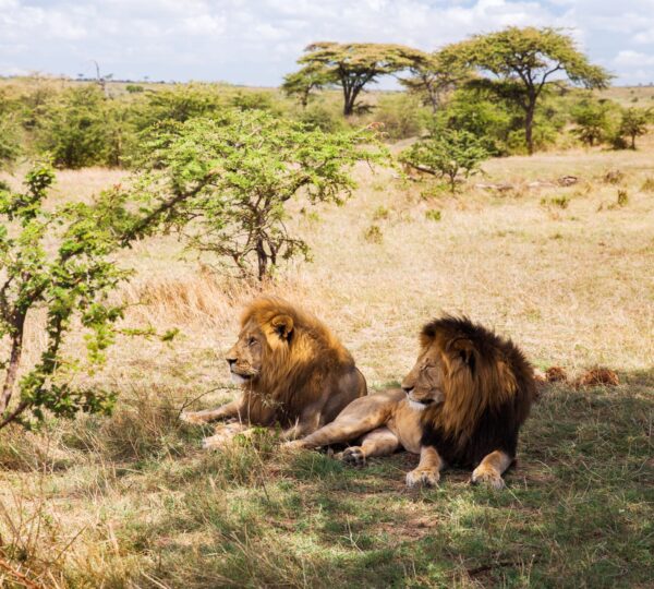 2 DAYS TANZANIA SHARING SAFARI