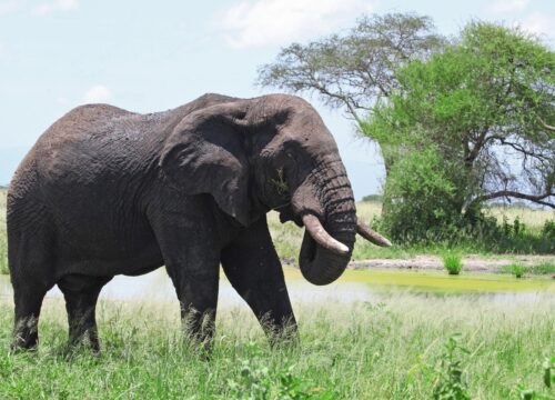 4 Days Tanzania Sharing Group Safari